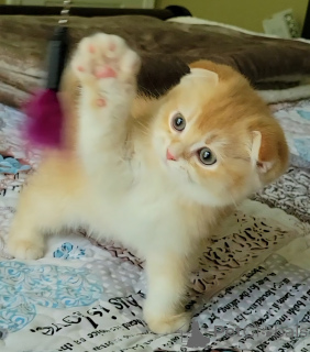 Zdjęcie №1. scottish fold - na sprzedaż w Palm Coast | 5591zł | Zapowiedź № 141275