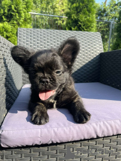 Zdjęcie №4. Sprzedam buldog francuski w Kruševac. prywatne ogłoszenie - cena - negocjowane