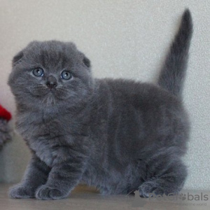 Zdjęcie №2 do zapowiedźy № 122844 na sprzedaż  scottish fold - wkupić się Finlandia 