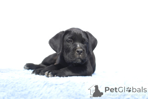 Zdjęcie №1. cane corso - na sprzedaż w Buzău | 9567zł | Zapowiedź №140493