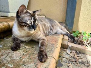 Zdjęcie №1. kot bengalski - na sprzedaż w Aalst | 3812zł | Zapowiedź № 152702