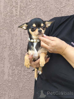 Zdjęcie №3. Mini Puppy Chihuahua, dziewczyna. Pies można kupić w Tbilisi i Batumi (dostawa).. Gruzja