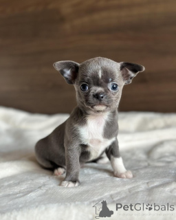 Zdjęcie №1. chihuahua (rasa psów) - na sprzedaż w Anderlecht | negocjowane | Zapowiedź №171701