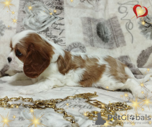 Dodatkowe zdjęcia: OBIECUJĄCA DZIEWCZYNA Cavalier King Charles Spaniel