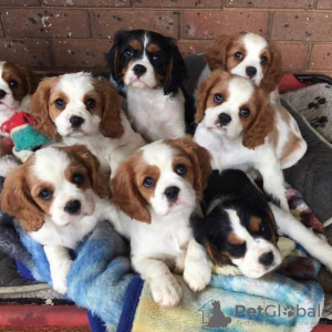 Zdjęcie №1. cavalier king charles spaniel - na sprzedaż w Berno | negocjowane | Zapowiedź №123452