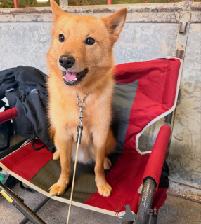 Zdjęcie №1. szpic fiński - na sprzedaż w Alavus | 2780zł | Zapowiedź №164330