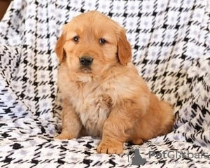 Zdjęcie №1. golden retriever - na sprzedaż w Eden | 1525zł | Zapowiedź №129474