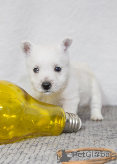 Zdjęcie №1. west highland white terrier - na sprzedaż w Tyraspol | 3348zł | Zapowiedź №92130