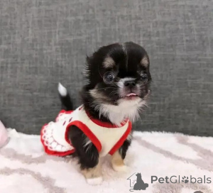 Zdjęcie №2 do zapowiedźy № 152215 na sprzedaż  chihuahua (rasa psów) - wkupić się Finlandia prywatne ogłoszenie, hodowca