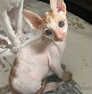 Zdjęcie №3. Wychowane w domu kocięta Cornish Rex. Niemcy