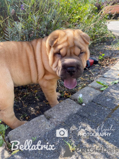 Dodatkowe zdjęcia: 3 szczenięta Shar Pei na sprzedaż