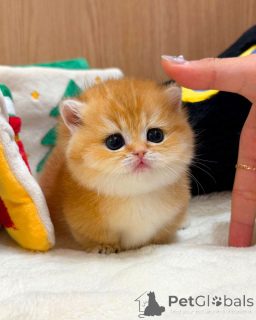 Zdjęcie №1. kot brytyjski krótkowłosy - na sprzedaż w Berlin | negocjowane | Zapowiedź № 165877