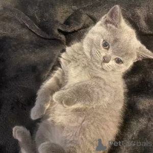 Zdjęcie №2 do zapowiedźy № 167270 na sprzedaż  kot brytyjski krótkowłosy - wkupić się Niemcy prywatne ogłoszenie