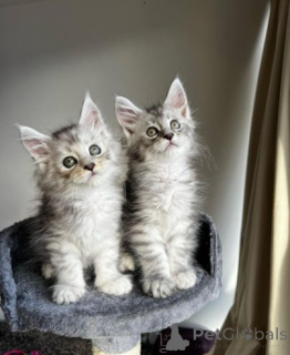 Zdjęcie №1. maine coon - na sprzedaż w ŻYWIEC | 2700zł | Zapowiedź № 158958