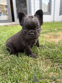 Zdjęcie №3. Chiots Bouledogue Français à vendre. Belgia