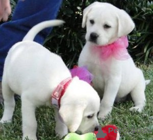 Zdjęcie №1. labrador retriever - na sprzedaż w Schengen | negocjowane | Zapowiedź №175773