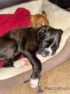 Zdjęcie №3. Sprzedam Chiots Boxer. Belgia