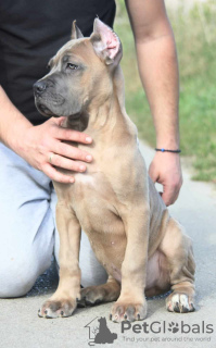 Dodatkowe zdjęcia: Mam do sprzedania szczenięta rasy Cane Corso.