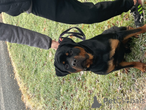Zdjęcie №3. Rottweiler w Polska. Zapowiedź № 135396