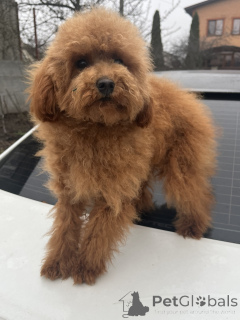 Zdjęcie №1. pudel (zabawka) - na sprzedaż w Kijów | 7175zł | Zapowiedź №160236