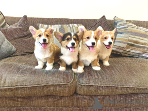 Zdjęcie №4. Sprzedam welsh corgi w Silkeborg. prywatne ogłoszenie, hodowca - cena - 7654zł