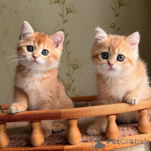 Zdjęcie №3. Oto krzepiące intro Poznajcie moją małą, cenną radość, puszystego Scottish Folda. Francja