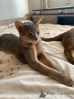 Zdjęcie №2 do zapowiedźy № 149033 na sprzedaż  kot abisyński - wkupić się Federacja Rosyjska od żłobka, hodowca