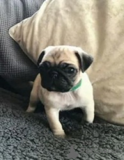Zdjęcie №1. mops - na sprzedaż w Witten | 2774zł | Zapowiedź №175185