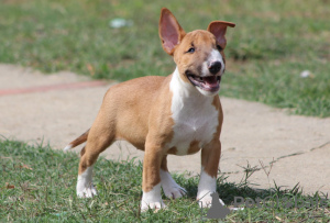 Dodatkowe zdjęcia: Szczenięta Mini Bull Terrier