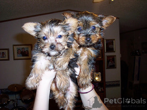 Zdjęcie №1. yorkshire terrier - na sprzedaż w Zakłamy | negocjowane | Zapowiedź №174689