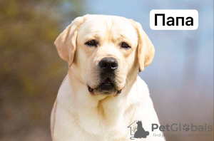 Zdjęcie №3. Szczeniak labradora. Czarnogóra