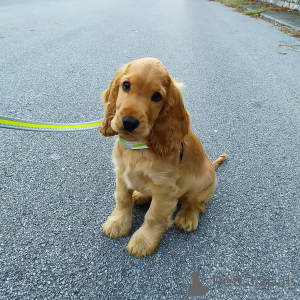Zdjęcie №2 do zapowiedźy № 168266 na sprzedaż  cocker spaniel angielski - wkupić się Szwecja prywatne ogłoszenie, hodowca