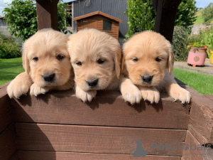 Zdjęcie №3. Piękny golden retriever do bezpłatnej adopcji. Niemcy