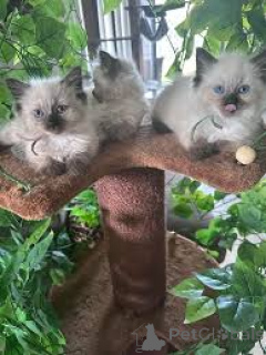Zdjęcie №1. ragdoll - na sprzedaż w Helsinki | 2392zł | Zapowiedź № 170866