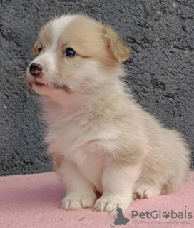 Dodatkowe zdjęcia: Pembroke Welsh Corgi szczenięta