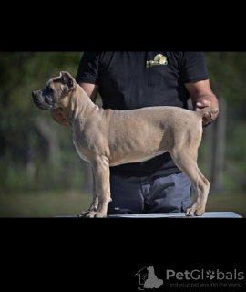 Zdjęcie №3. Szczenięta Cane Corso. Serbia