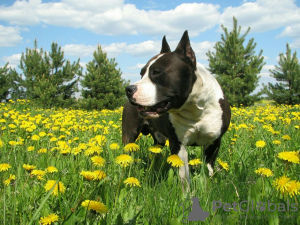 Dodatkowe zdjęcia: Amerykański Staffordshire Terrier