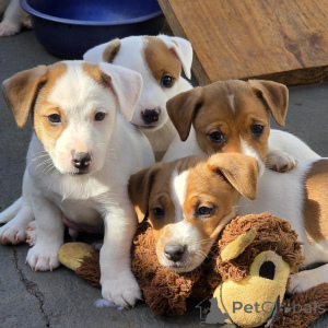 Zdjęcie №4. Sprzedam jack russell terrier w Praga. hodowca - cena - negocjowane