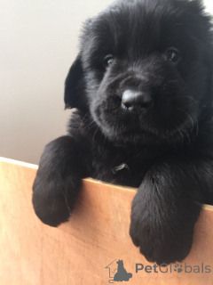 Zdjęcie №3. Szczenięta nowofundlanda. Belgia