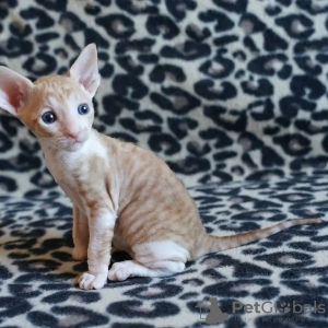 Zdjęcie №1. kot cornish rex - na sprzedaż w Helsinki | 1674zł | Zapowiedź № 114215