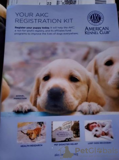 Zdjęcie №2 do zapowiedźy № 128364 na sprzedaż  golden retriever - wkupić się Finlandia hodowca