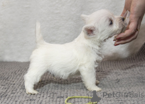 Zdjęcie №3. Hodowla oferuje szczenięta rasy west highland white terrier. Mołdawia