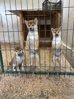 Zdjęcie №1. shiba - na sprzedaż w Zrenjanin | negocjowane | Zapowiedź №155100