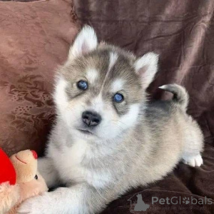 Zdjęcie №3. Suczka husky Wiek 12 tygodni Cena 700 Dostawa lub odbiór Dobry. Niemcy