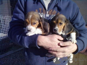 Zdjęcie №1. beagle (rasa psa) - na sprzedaż w Aarbergen | 2153zł | Zapowiedź №169413