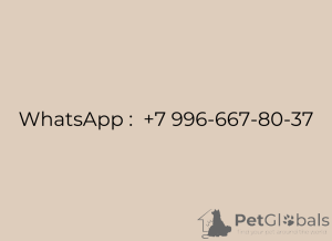 Zdjęcie №4. Sprzedam szpic miniaturowy w Москва. prywatne ogłoszenie, hodowca - cena - 670zł