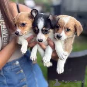 Zdjęcie №2 do zapowiedźy № 166737 na sprzedaż  jack russell terrier - wkupić się Francja prywatne ogłoszenie, hodowca