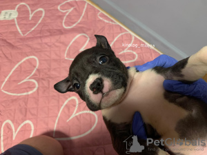Zdjęcie №2 do zapowiedźy № 129185 na sprzedaż  american bully - wkupić się Serbia prywatne ogłoszenie, od żłobka, hodowca
