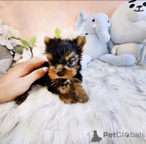Zdjęcie №1. yorkshire terrier biewer - na sprzedaż w Miasto Kalifornii | 2780zł | Zapowiedź №176122