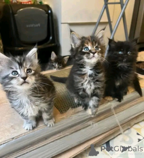 Zdjęcie №2 do zapowiedźy № 138850 na sprzedaż  maine coon - wkupić się Niemcy prywatne ogłoszenie, hodowca
